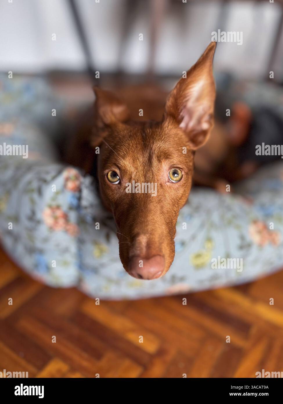 Primo piano ritratto di un cane spagnolo Podenco salvato che si stende sul letto di casa, guardando la fotocamera con un orecchio rivolto verso l'alto Foto Stock