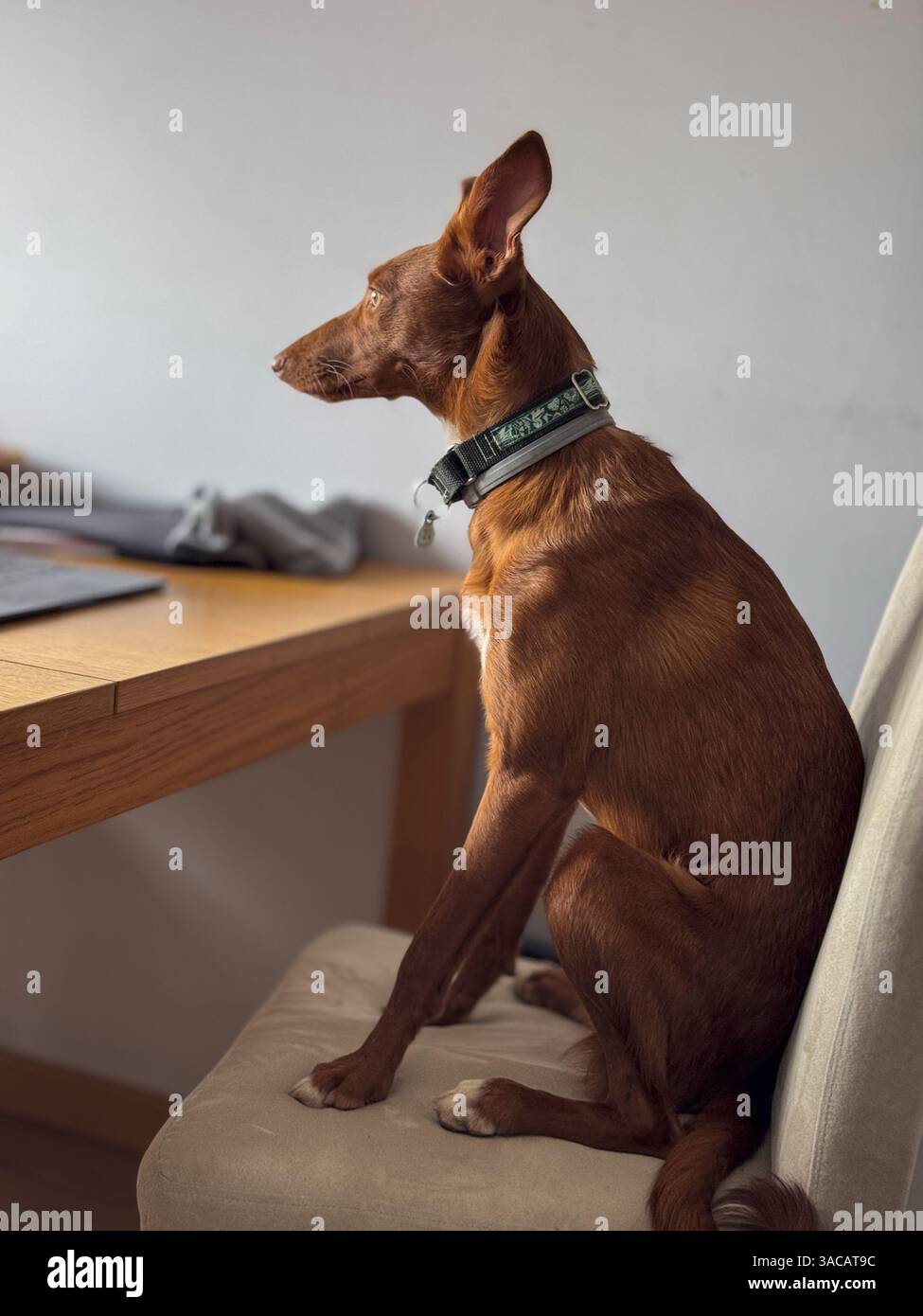 Ritratto di un cane spagnolo Podenco salvato in piedi su una sedia Foto Stock