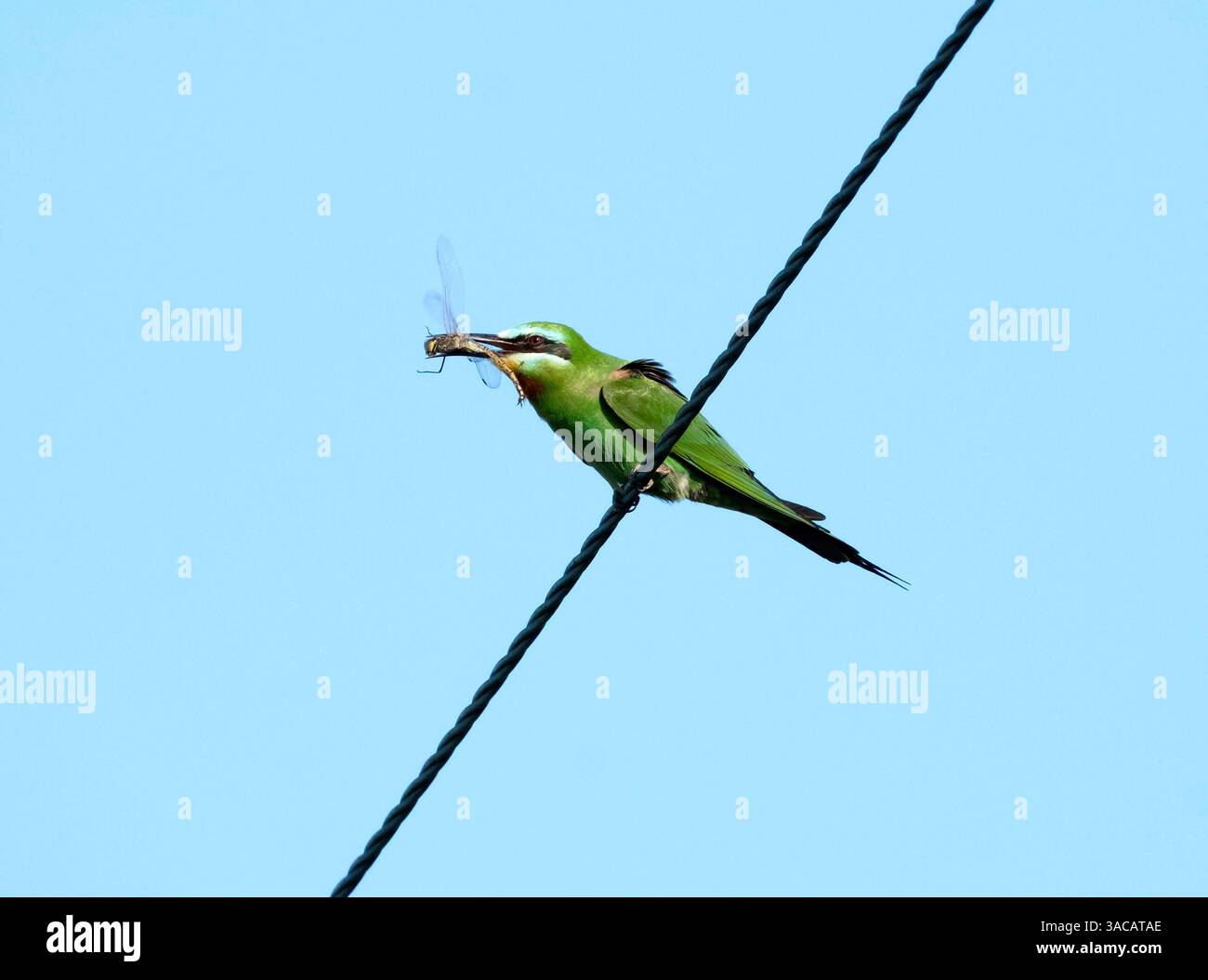 Il mangiatore di api dalle guance blu (Merops persicus), mangiando la libellula dell'imperatore, Cipro Foto Stock