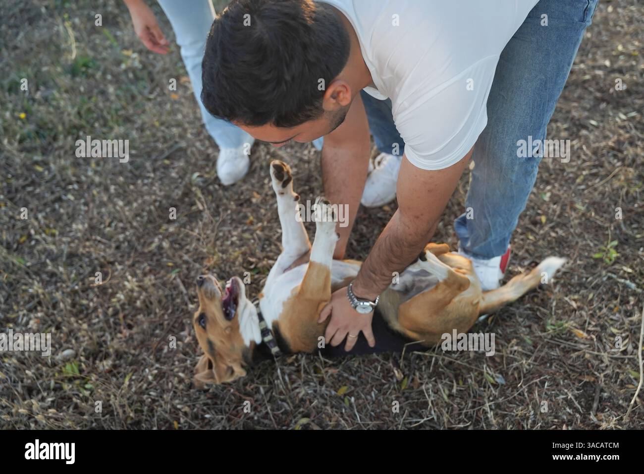 Un momento meravigliosamente gioioso in cui un cane beagle giocoso si diverte a dedicarsi al proprio tempo libero, mentre è impegnato dal proprietario all'aperto Foto Stock