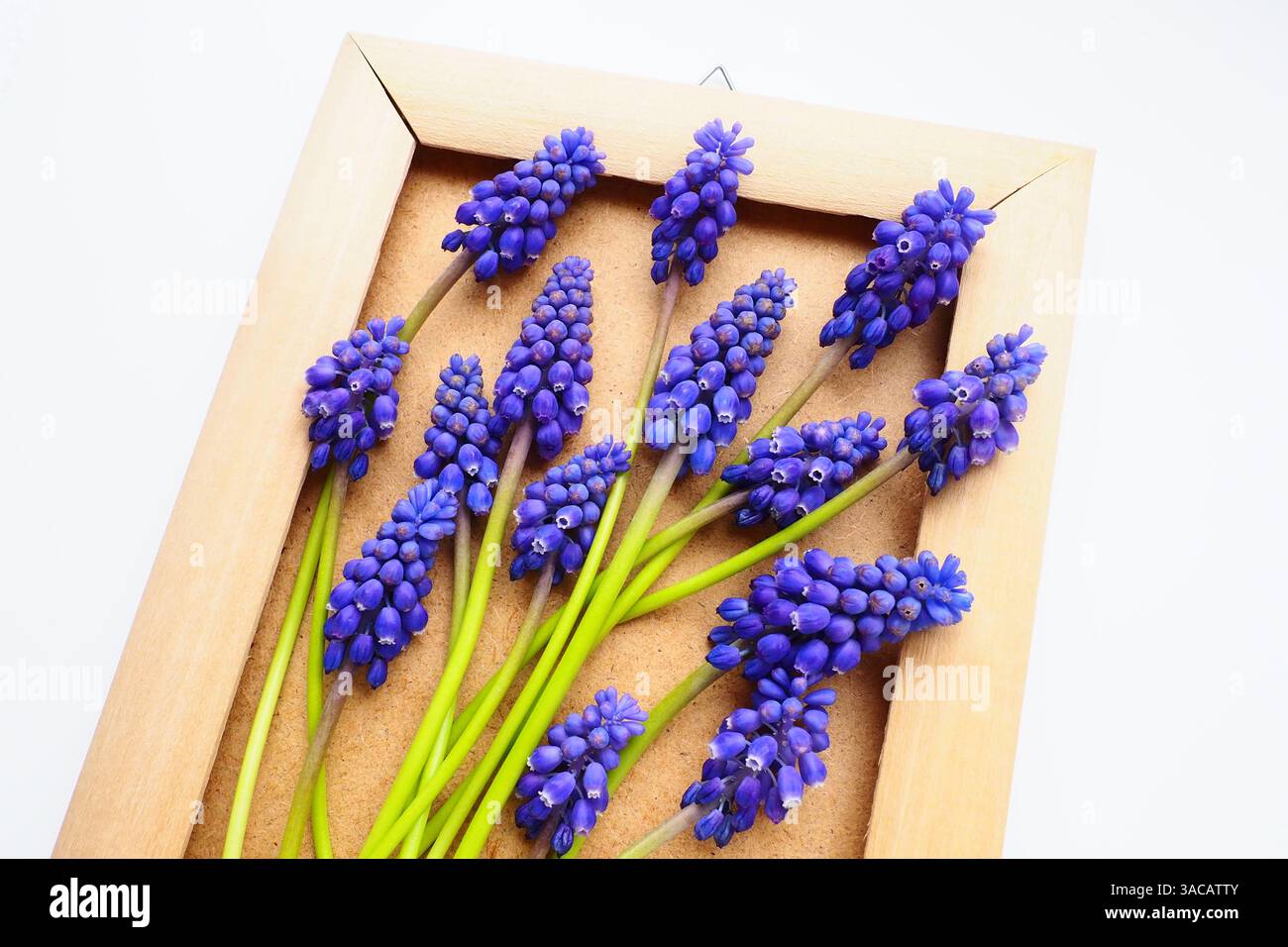 Fiori di primavera blu su sfondo bianco. Muscari armeniacum. Cartolina luminosa, complimenti. Copia spazio still life piano lay. Iacina dell'uva armena Foto Stock