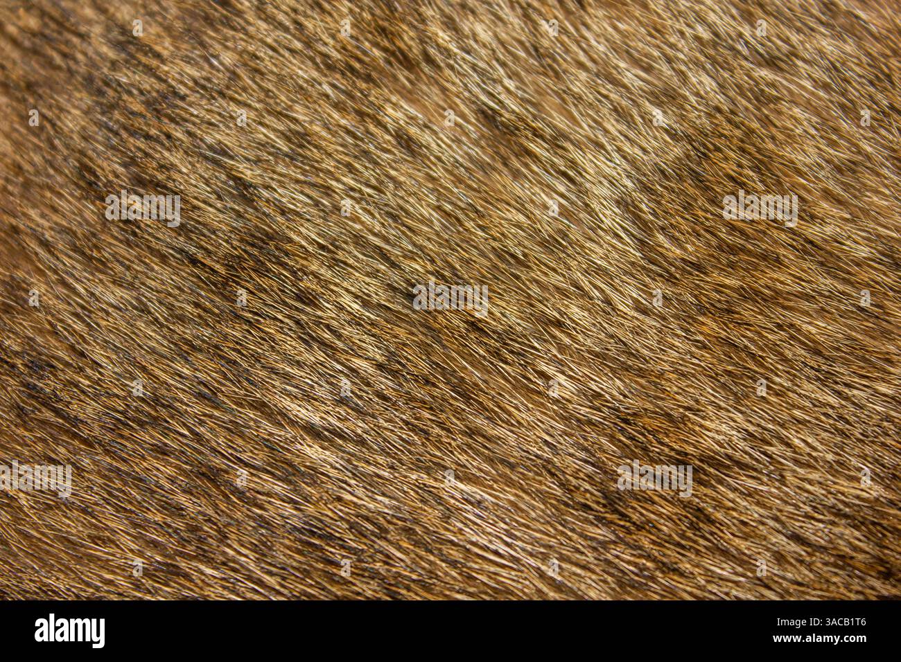 Texture pelliccia di gatto, foto ravvicinata per sfondo. Sfondo marrone con texture in pelliccia di gatto. Sfondo dei peli di animali domestici. Foto Stock