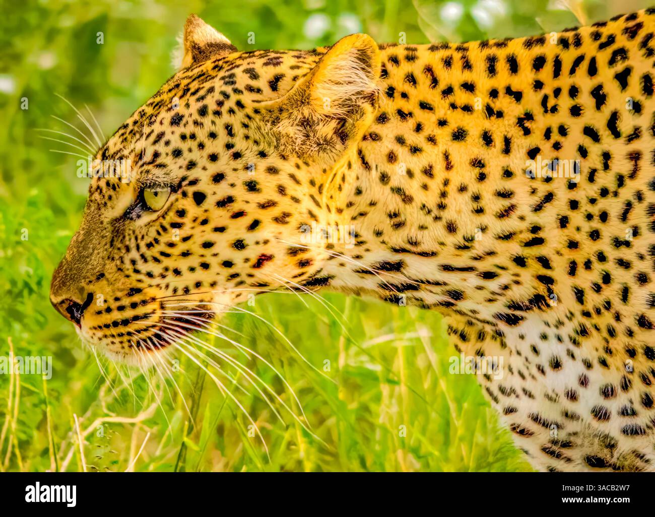 Riserva nazionale di Samburu, Kenya. Ritratto ravvicinato di leopardo africano che pescano preda nell'erba alta della savana. Foto Stock