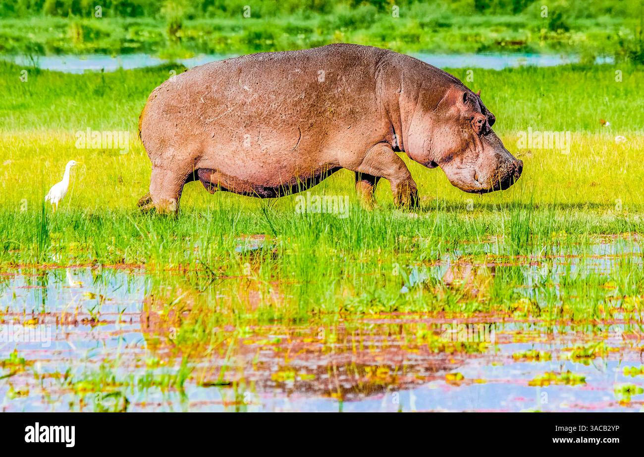 Samburu National Preserve, Kenya. Ritratto dell'ippopotamo che lascia il santuario del suo pozzo d'acqua per foraggiare e cercare prede. Foto Stock