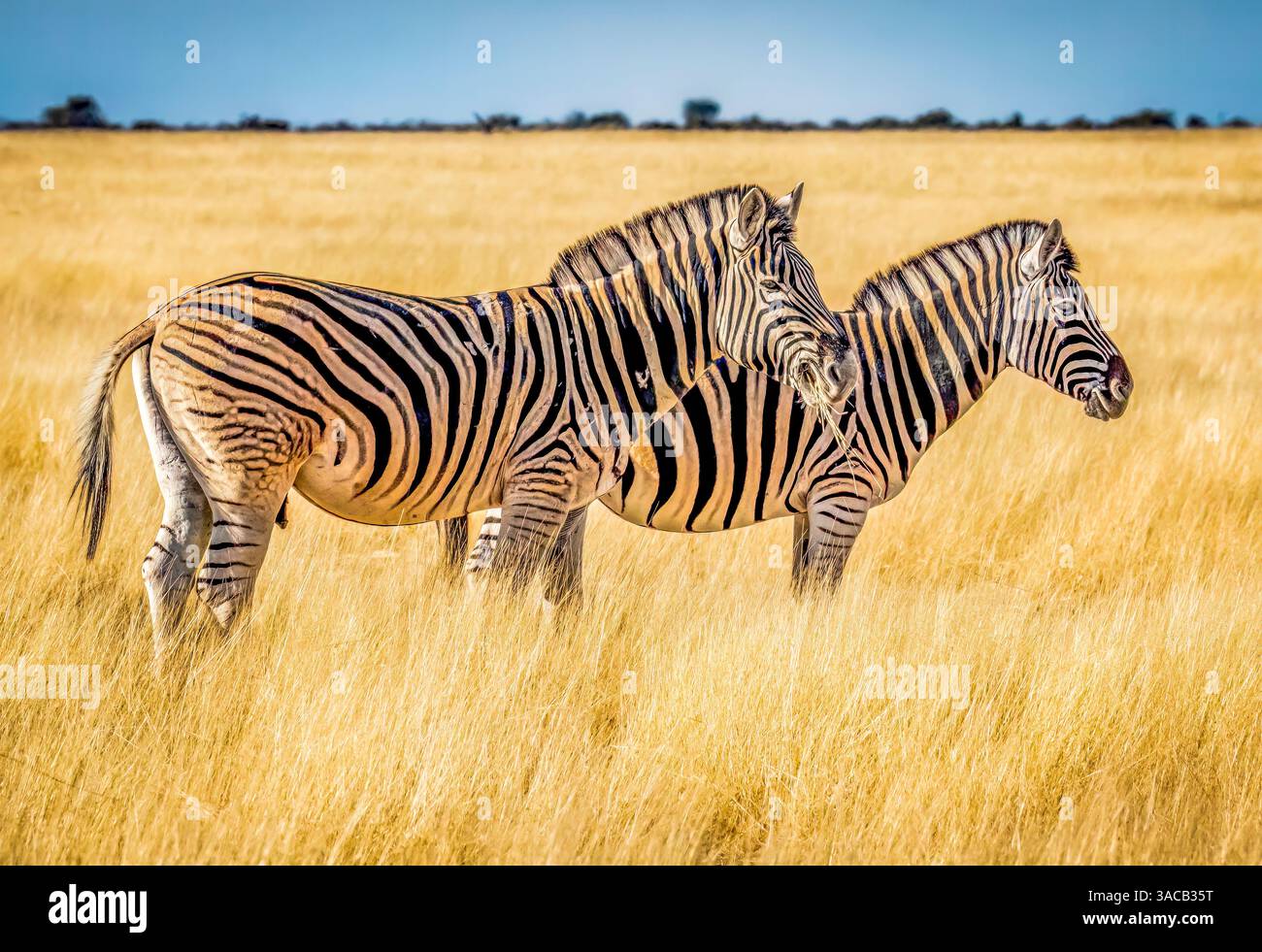 Parco nazionale di Etosha, Namibia. Ritratto della coppia di zebre delle pianure che si nutrono nell'erba alta della savana. Foto Stock