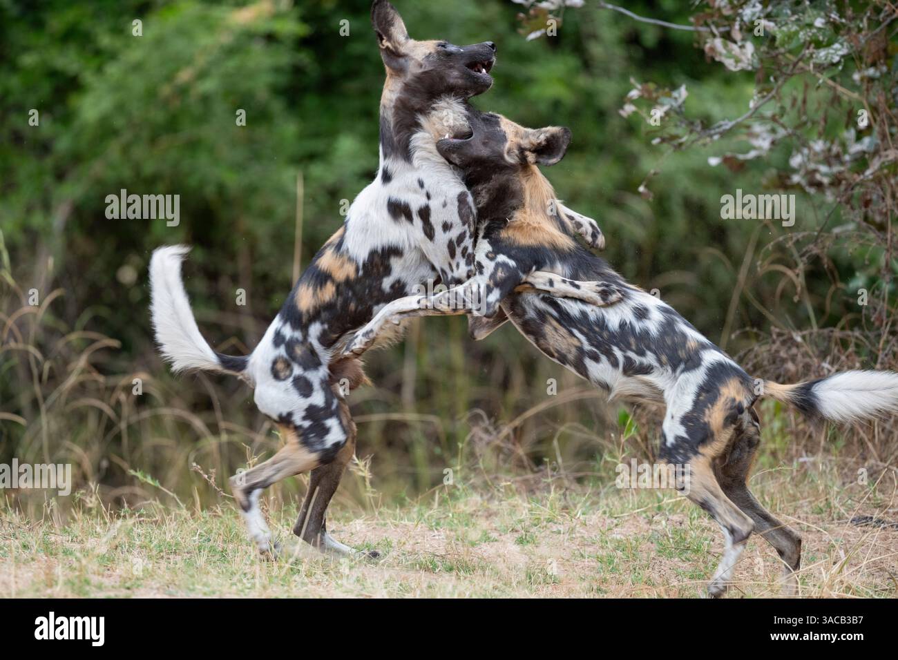 Zambia, South Luangwa National Park. Wild dog africano del Manzi Pack. Foto Stock