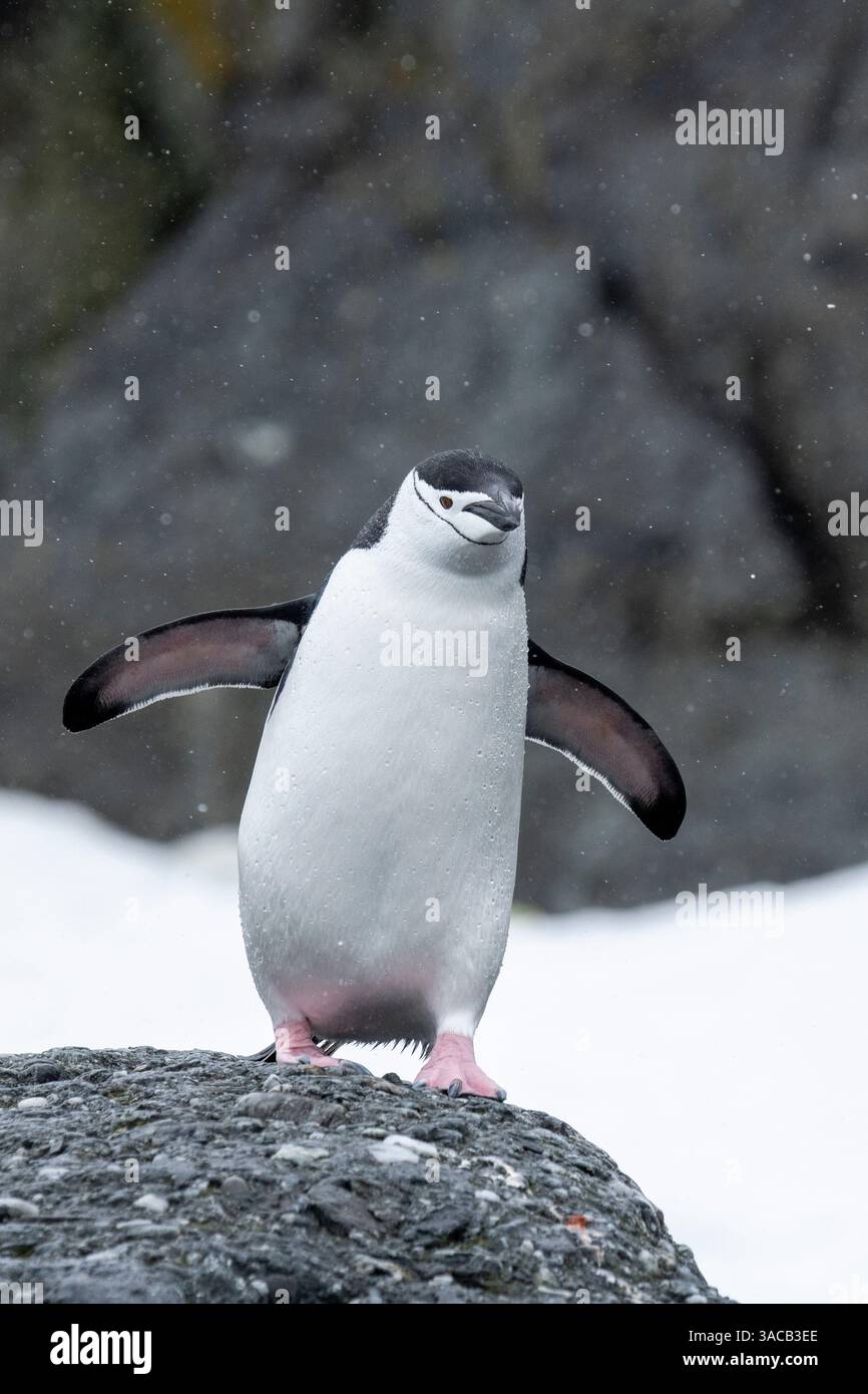 Antartide, Isole Orcadi meridionali, Isola Coronation. Pinguino Chinstrap nella neve. Foto Stock