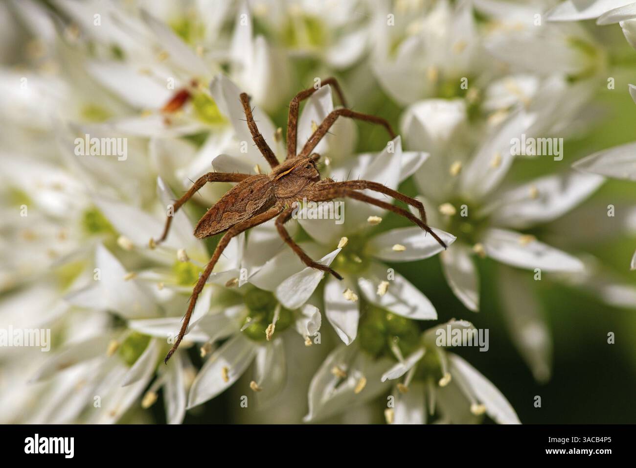 Listspider (Pisaura mirabilis), famiglia di ragni, ragno predatore, aracnidi, insetti, animali, Baden-Wuerttemberg, Repubblica federale di Germania Foto Stock