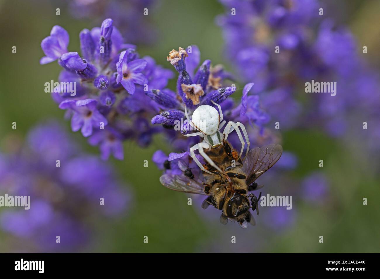Ragno di granchio (Misumena vatia) mangia un'ape di miele, animali, insetti, ragni, Baden-Wuerttemberg, Repubblica federale di Germania Foto Stock