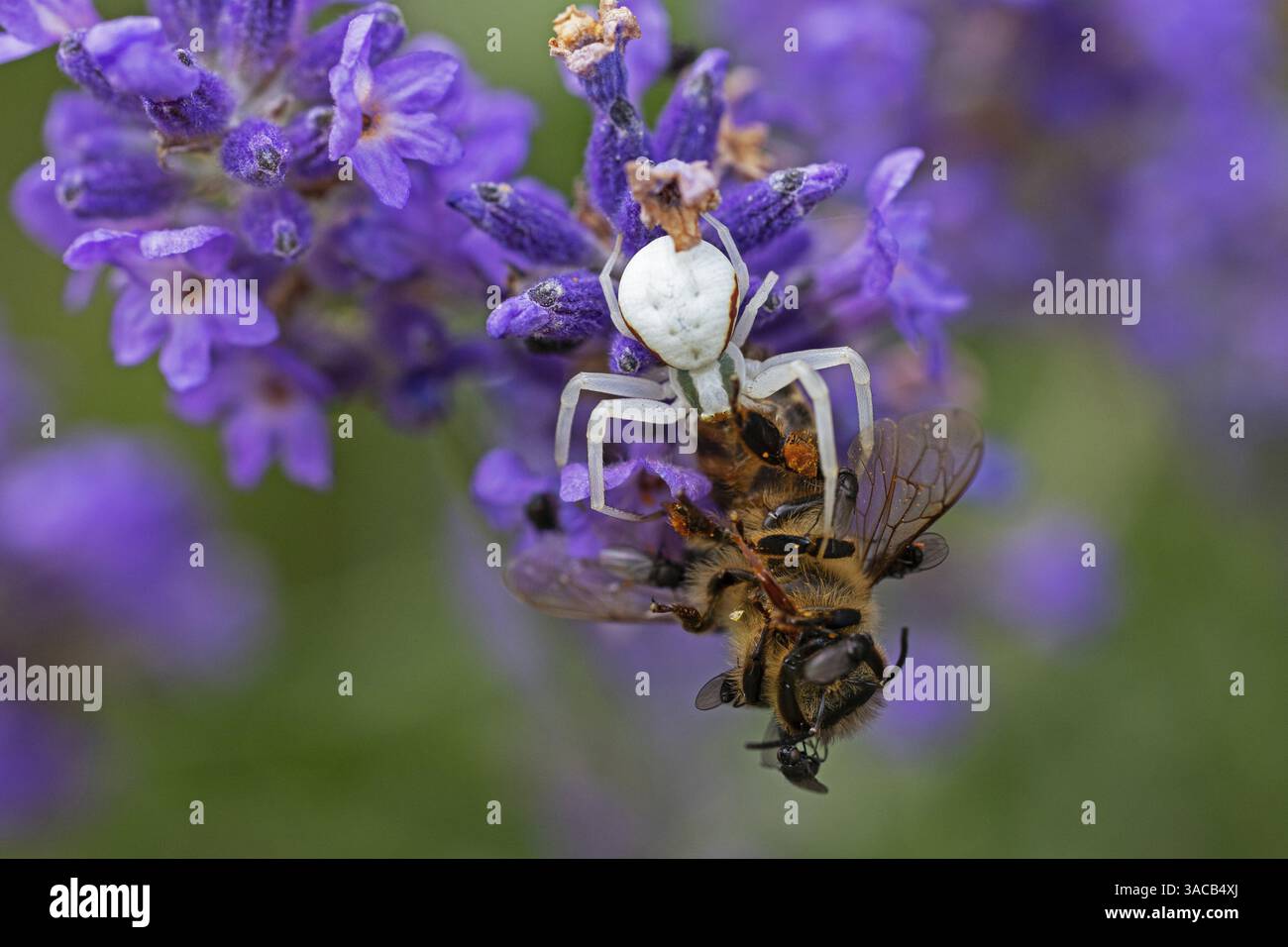 Ragno di granchio (Misumena vatia) mangia un'ape di miele, animali, insetti, ragni, Baden-Wuerttemberg, Repubblica federale di Germania Foto Stock
