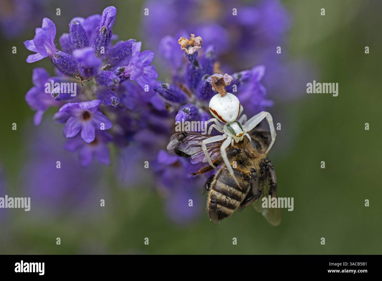 Ragno di granchio (Misumena vatia) mangia un'ape di miele, animali, insetti, ragni, Baden-Wuerttemberg, Repubblica federale di Germania Foto Stock