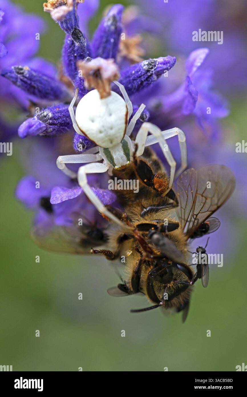Ragno di granchio (Misumena vatia) mangia un'ape di miele, animali, insetti, ragni, Baden-Wuerttemberg, Repubblica federale di Germania Foto Stock