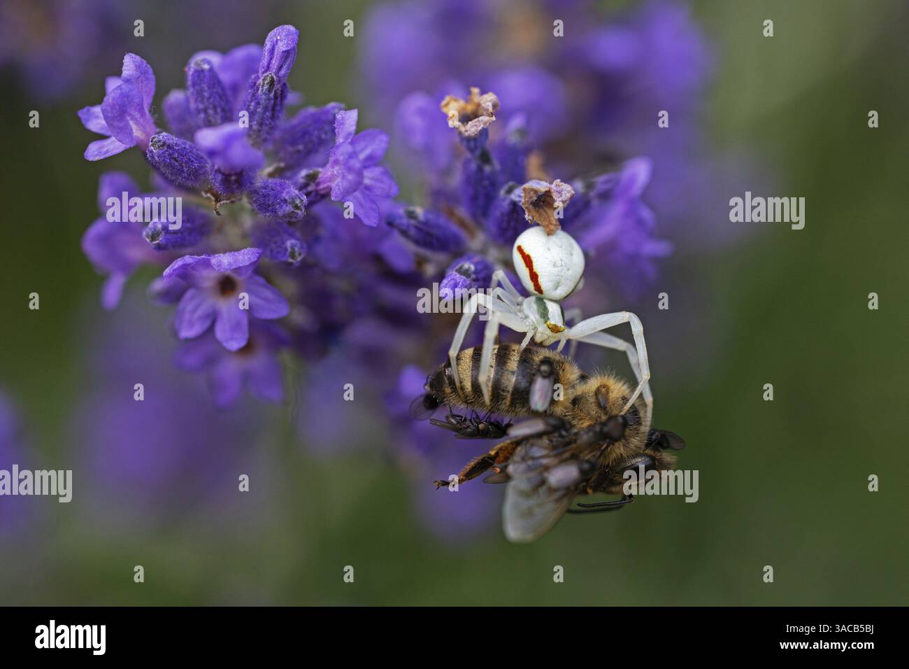 Ragno di granchio (Misumena vatia) mangia un'ape di miele, animali, insetti, ragni, Baden-Wuerttemberg, Repubblica federale di Germania Foto Stock