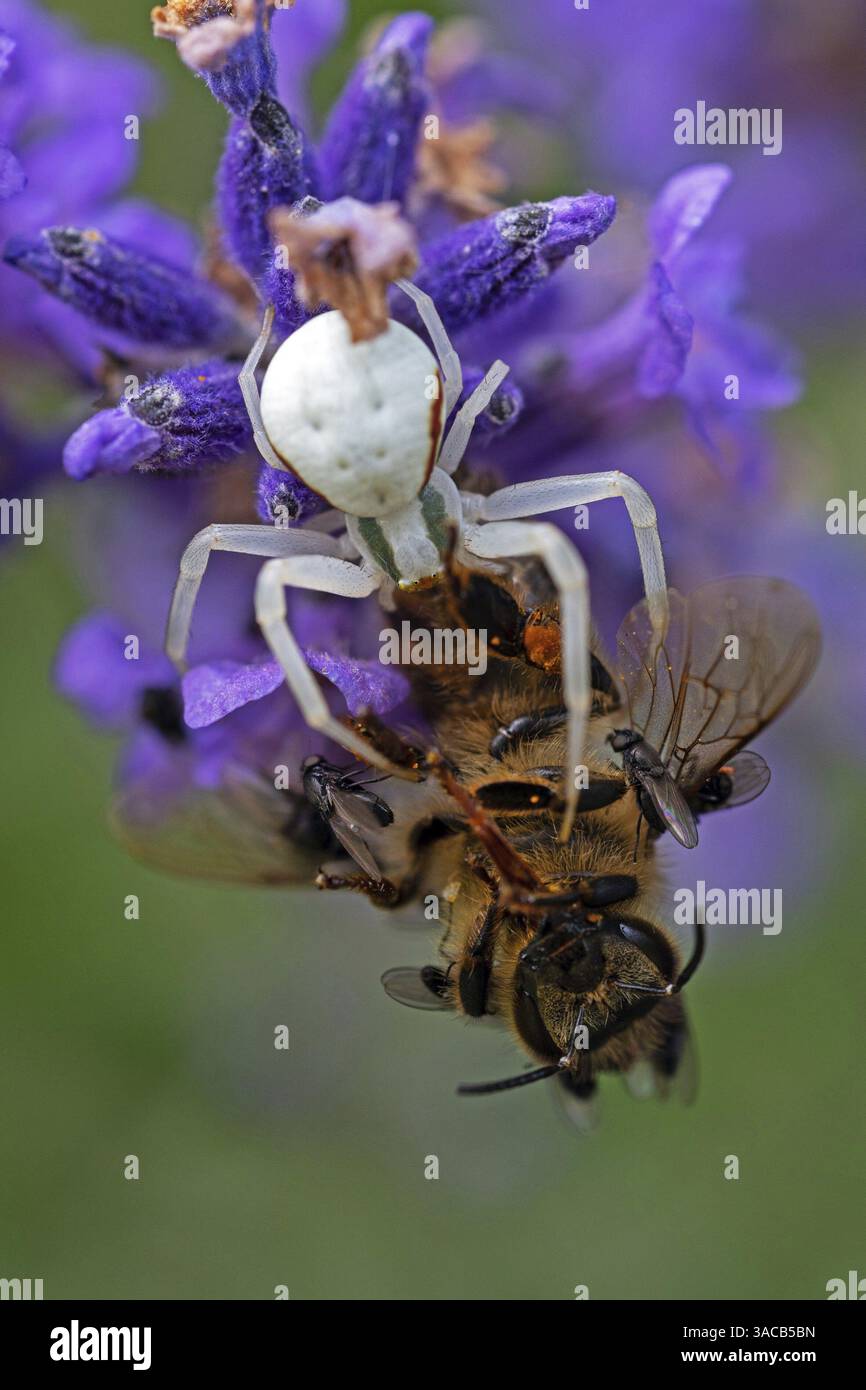Ragno di granchio (Misumena vatia) mangia un'ape di miele, animali, insetti, ragni, Baden-Wuerttemberg, Repubblica federale di Germania Foto Stock