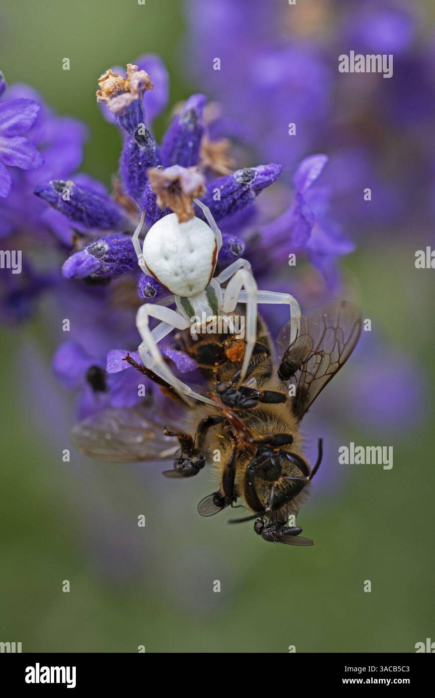 Ragno di granchio (Misumena vatia) mangia un'ape di miele, animali, insetti, ragni, Baden-Wuerttemberg, Repubblica federale di Germania Foto Stock