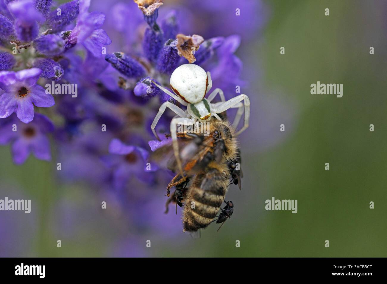 Ragno di granchio (Misumena vatia) mangia un'ape di miele, animali, insetti, ragni, Baden-Wuerttemberg, Repubblica federale di Germania Foto Stock