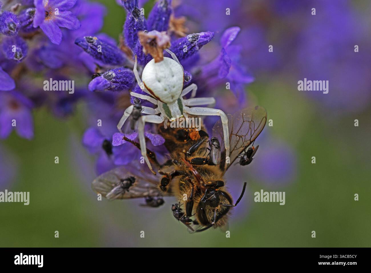 Ragno di granchio (Misumena vatia) mangia un'ape di miele, animali, insetti, ragni, Baden-Wuerttemberg, Repubblica federale di Germania Foto Stock