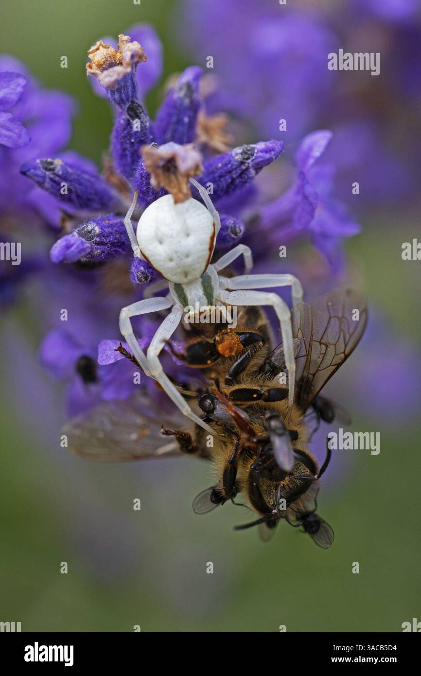 Ragno di granchio (Misumena vatia) mangia un'ape di miele, animali, insetti, ragni, Baden-Wuerttemberg, Repubblica federale di Germania Foto Stock