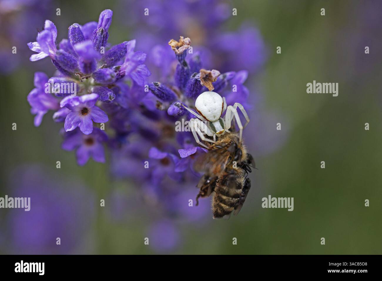 Ragno di granchio (Misumena vatia) mangia un'ape di miele, animali, insetti, ragni, Baden-Wuerttemberg, Repubblica federale di Germania Foto Stock