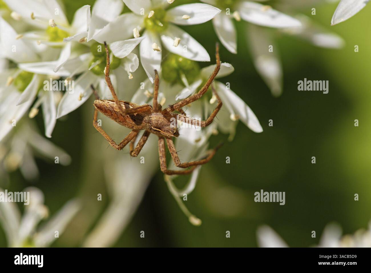 Listspider (Pisaura mirabilis), famiglia di ragni, ragno predatore, aracnidi, insetti, animali, Baden-Wuerttemberg, Repubblica federale di Germania Foto Stock