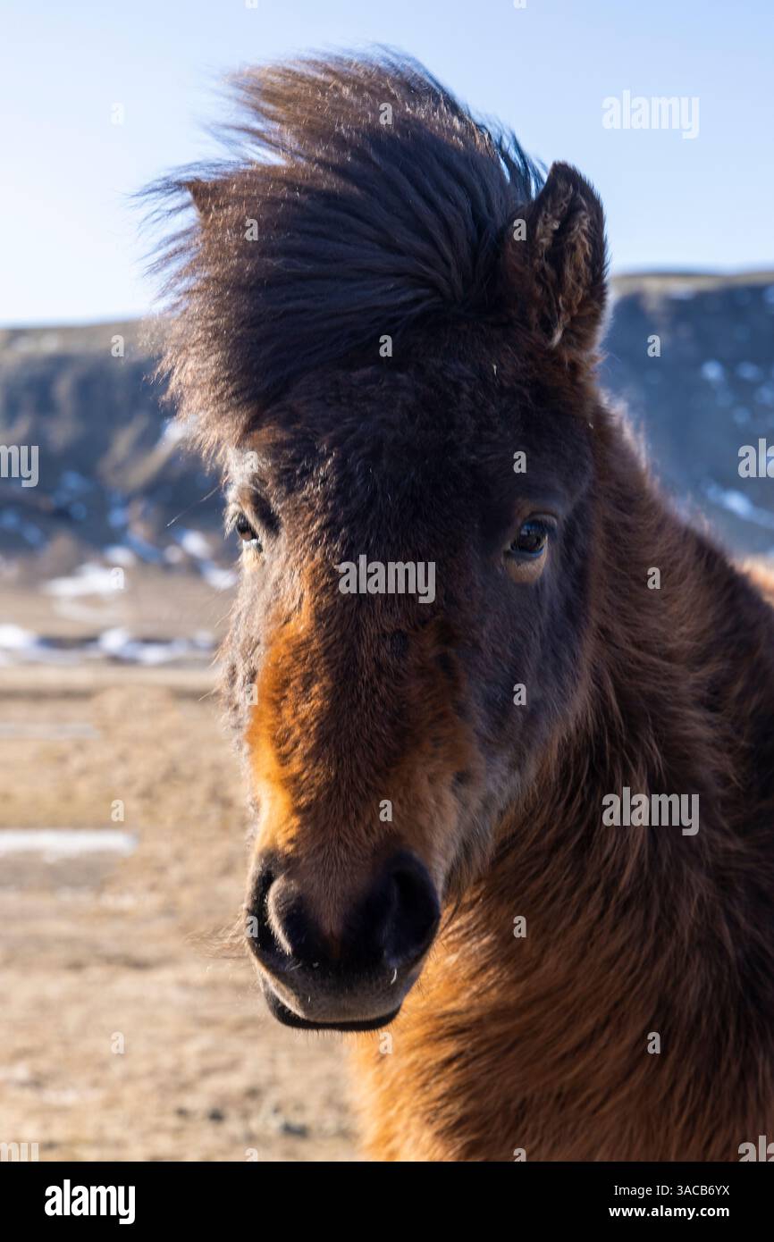 L'Islanda, cavallo islandese Foto Stock