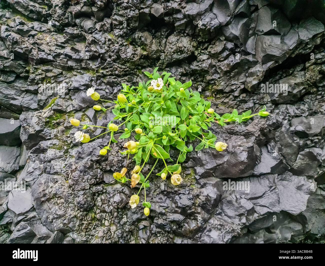 Piccoli fiori bianchi che crescono su una parete rocciosa di basalto in Islanda, mostrando resilienza e adattamento agli ambienti difficili Foto Stock