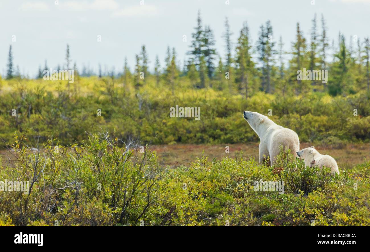 L'orso polare seminò e il suo cucciolo esplorando la tundra sub-artica della Baia di Hudson per un possibile pasto, il Manitoba settentrionale Foto Stock