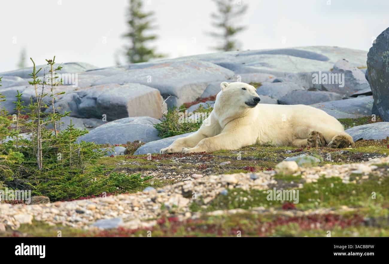 L'orso polare riposa lungo la costa della Baia di Hudson Foto Stock