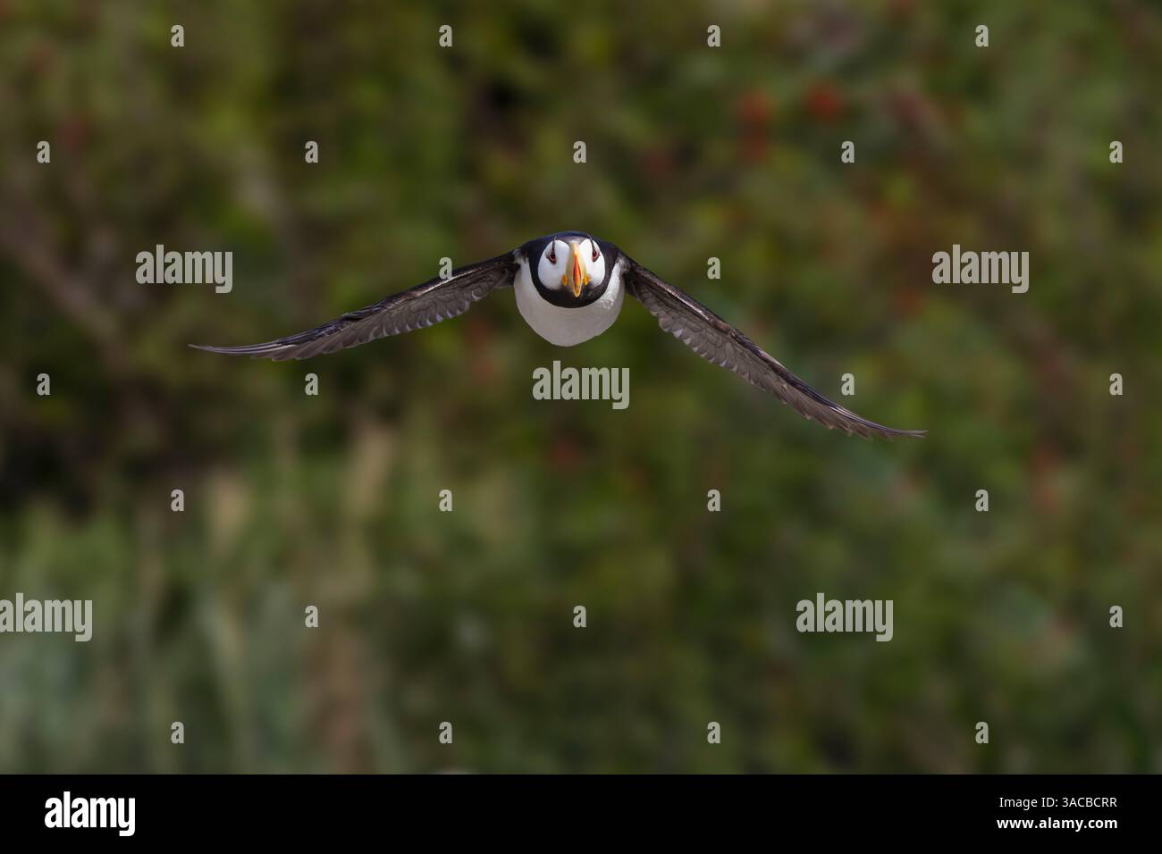 Puffin con corna in volo. Bird Island, Alaska Foto Stock