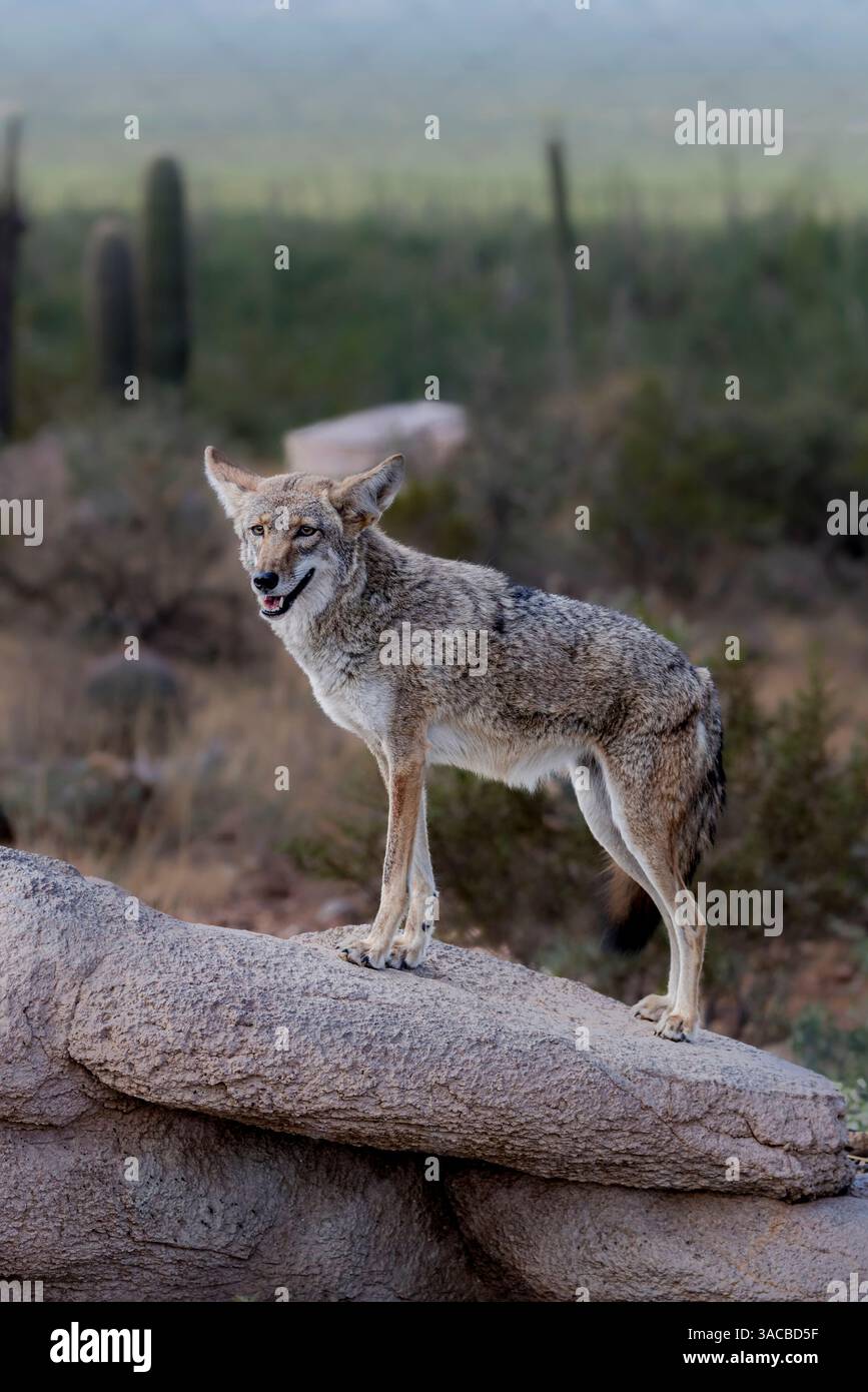 Un coyote sfrutta la roccia per ottenere una visuale migliore. Foto Stock