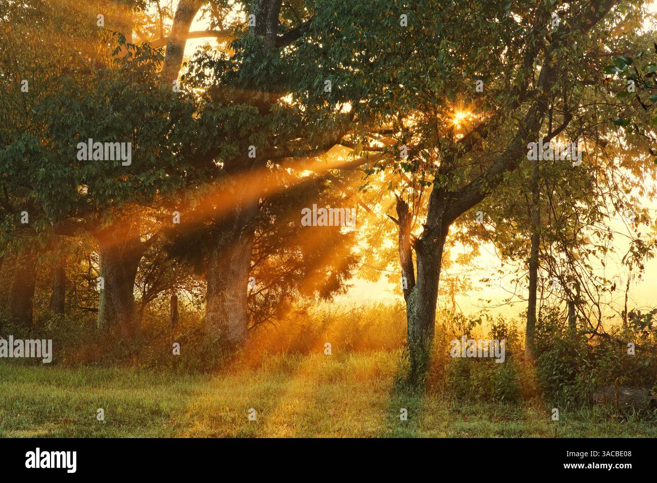 La luce del sole filtra attraverso gli alberi, Oldham County, Kentucky Foto Stock