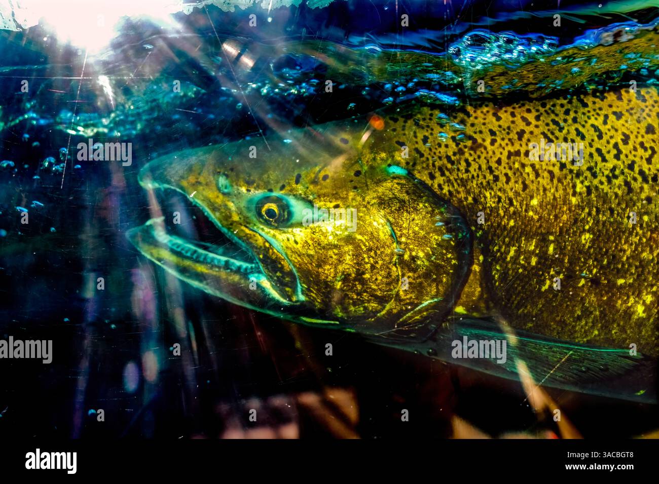 Chinook Salmon, Issaquah Hatchery, Washington State, USA. Nuota fino al torrente Issaquah per raggiungere il vivaio. Foto Stock