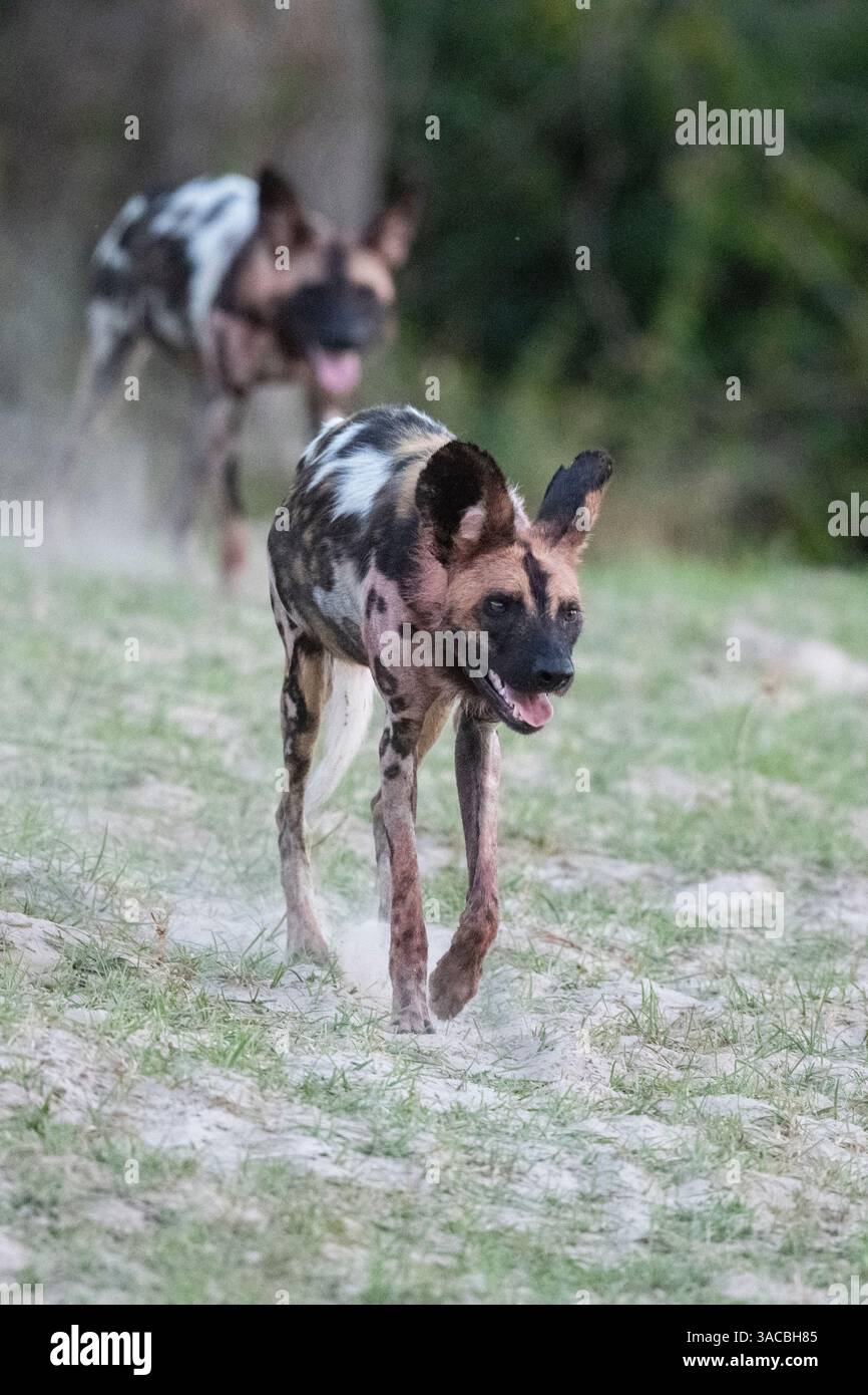 Zambia, South Luangwa National Park. Wild dog africano del Manzi Pack. Foto Stock