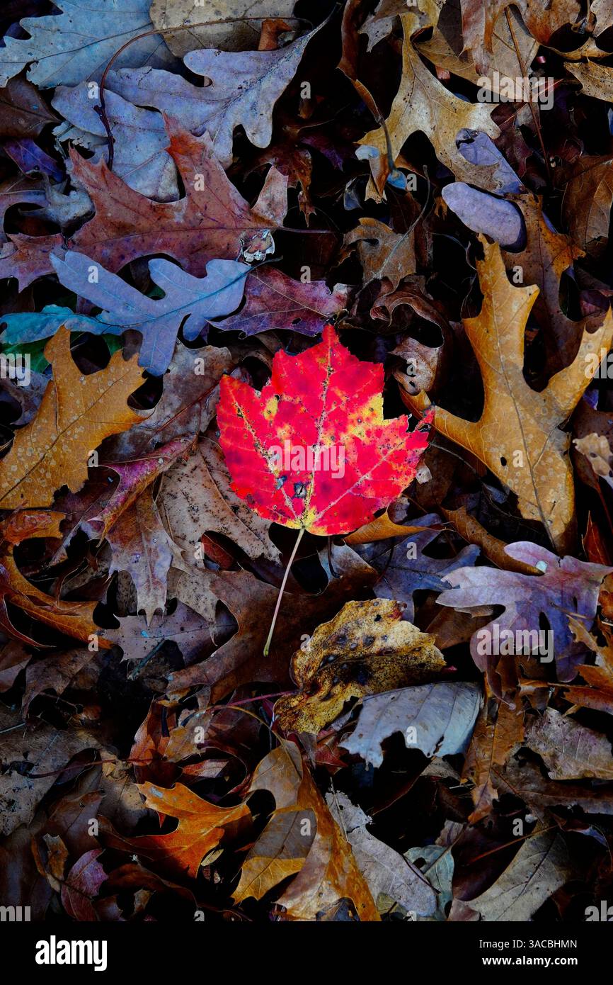Una foglia rossa vibrante contrasta nettamente con le foglie marroni e gialle sparse sul fondo della foresta, mostrando la bellezza dell'autunno in un ambiente naturale Foto Stock