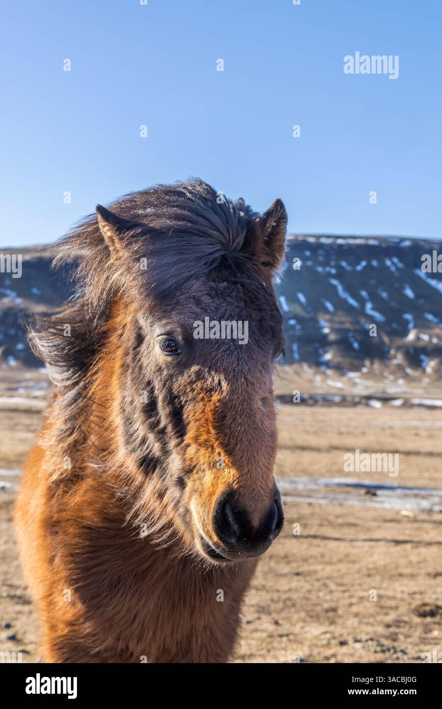 L'Islanda, cavallo islandese Foto Stock