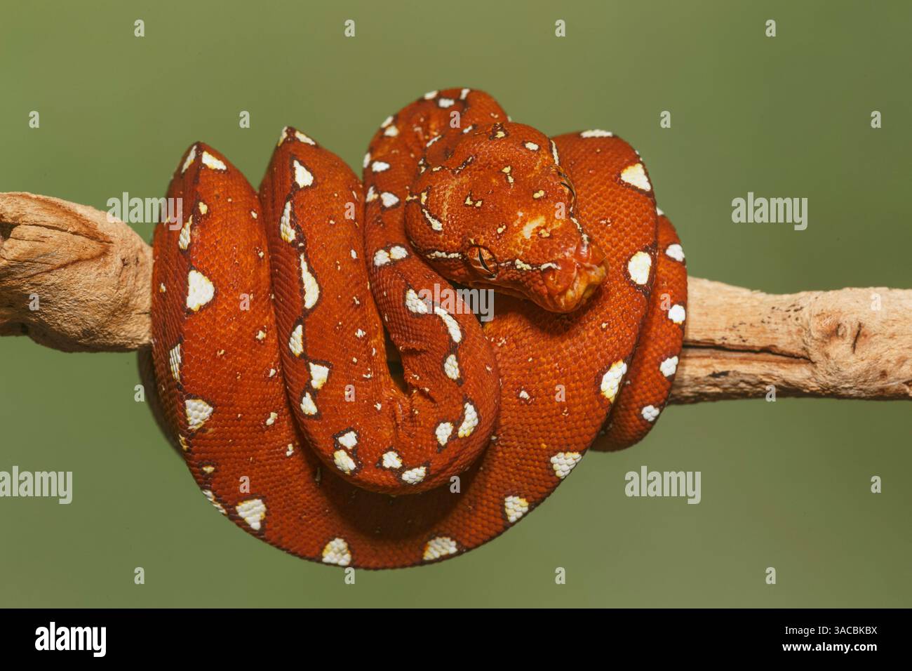 Morfo rosso di pitone verde. Foto Stock