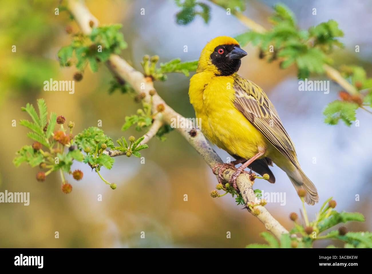weaver mascherato del sud che tiene d'occhio il suo nido, l'Africa meridionale Foto Stock