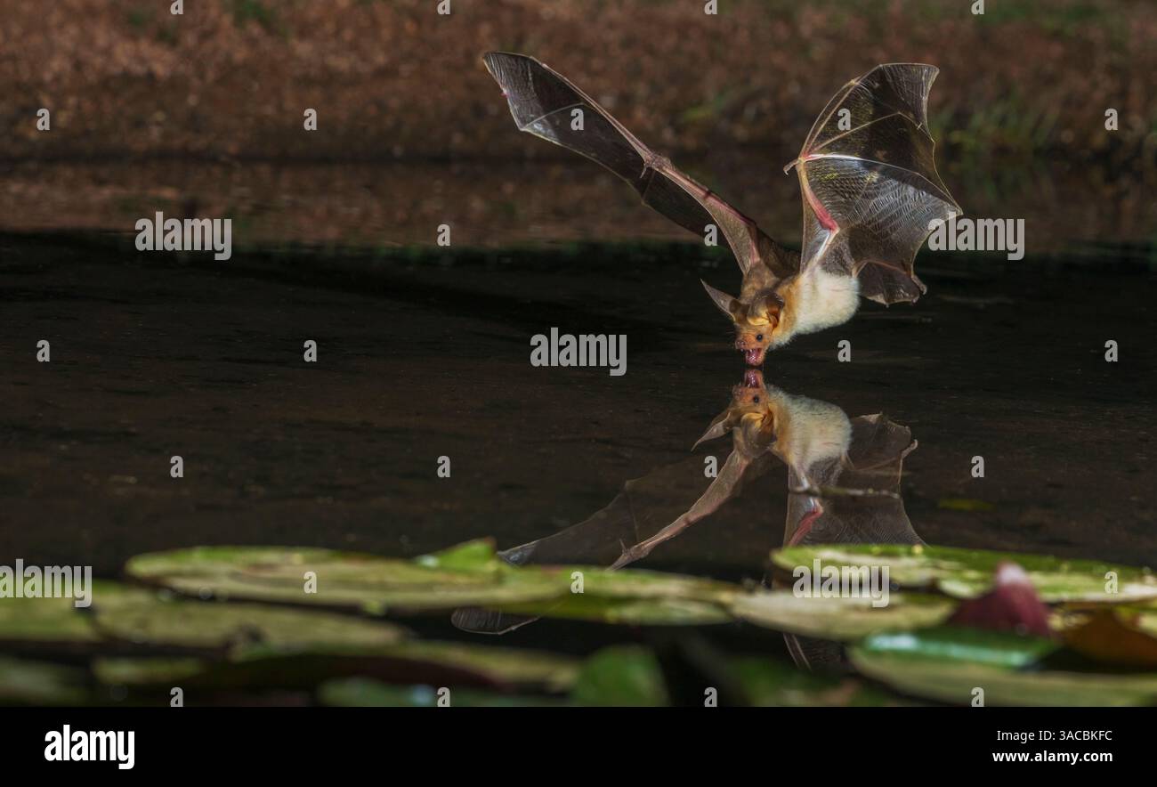 Il pipistrello pallido entra in un piccolo laghetto per un drink Foto Stock