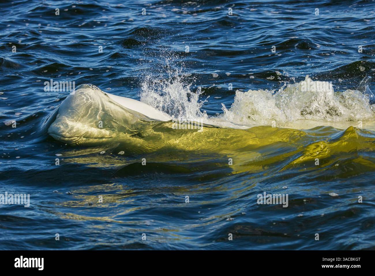 La balena Beluga viene a respirare nella Baia di Hudson, Manitoba Foto Stock