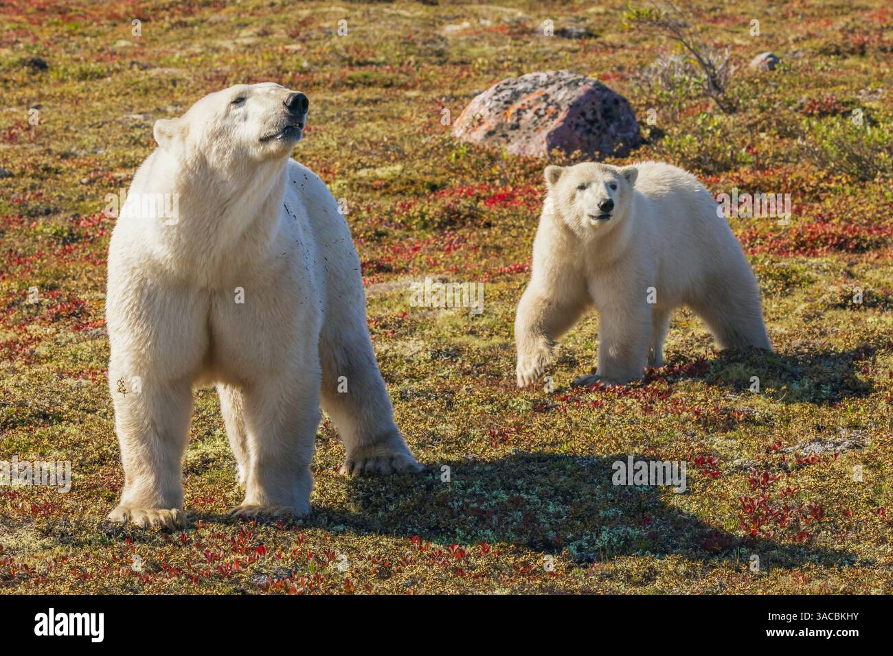 L'orso polare semina catturando un odore nell'aria Foto Stock