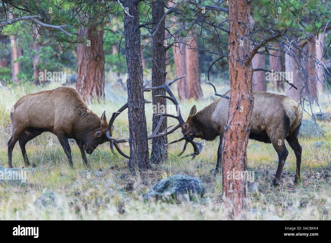Due alci toro combattono tra i pini Ponderosa per il controllo della mandria di alci mucche, Colorado Rockies Foto Stock