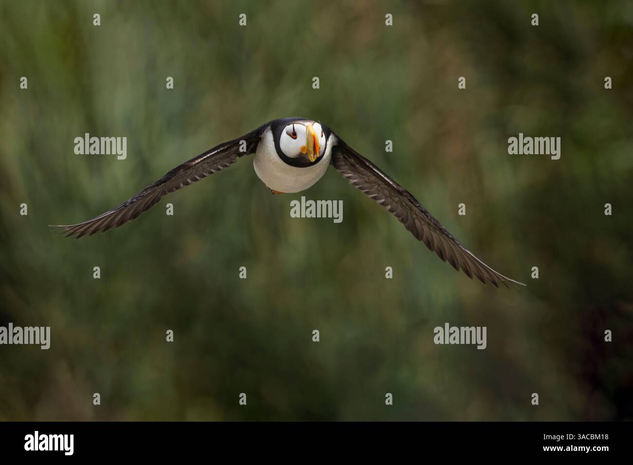 Puffin con corna in volo, Alaska. Foto Stock