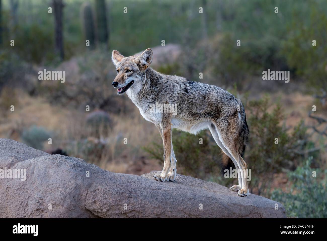 Un coyote sfrutta la roccia per ottenere una visuale migliore. Foto Stock