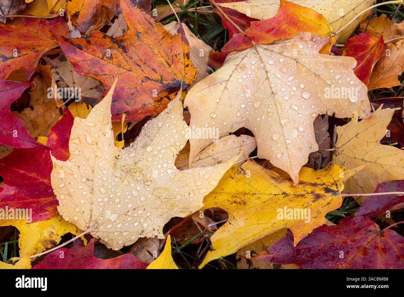 Primo piano delle foglie autunnali cadute, Kentucky Foto Stock