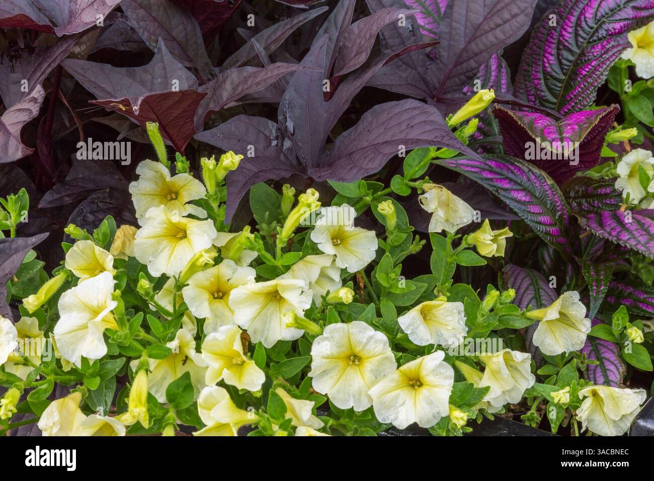 Petunia bianca e gialla, Ipomoea batatas - Patata dolce e Strobilanthes dyerianus - Scudo persiano in contenitore in estate. Foto Stock