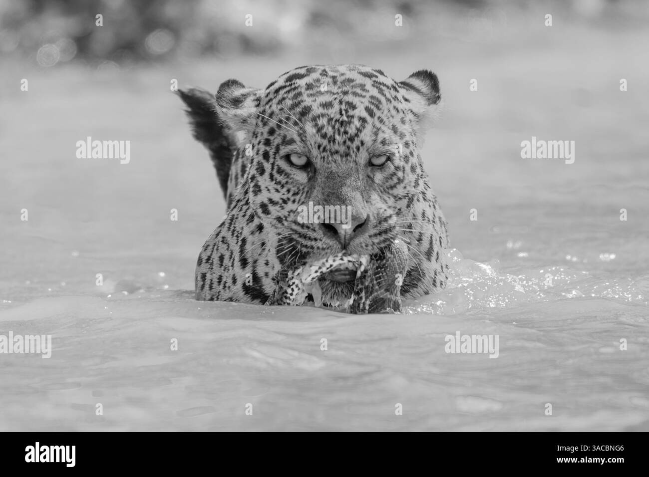 Giaguaro in un fiume con un anaconda verde in bocca bianco e nero Foto Stock