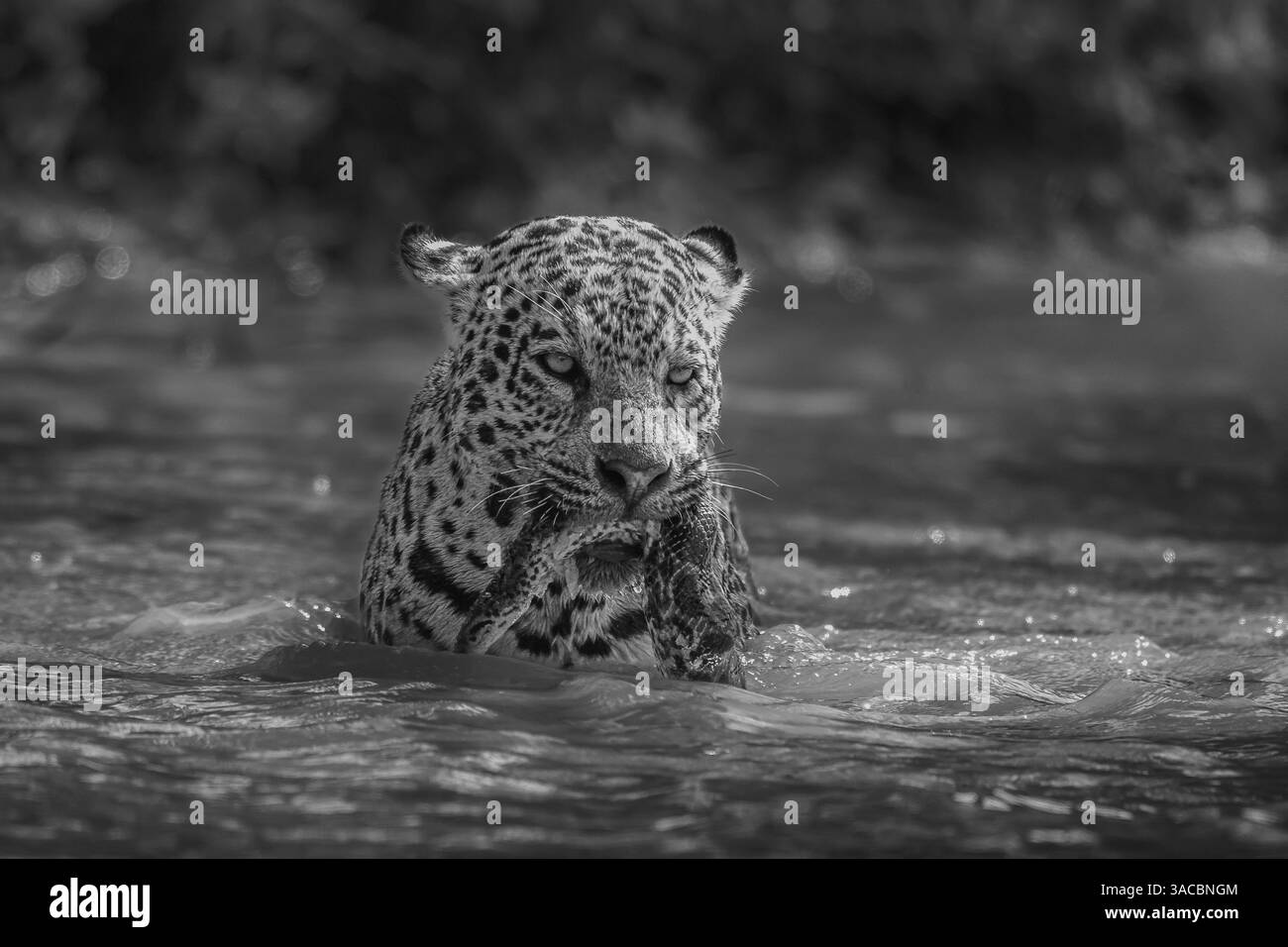 Giaguaro in un fiume con un anaconda verde in bocca bianco e nero Foto Stock