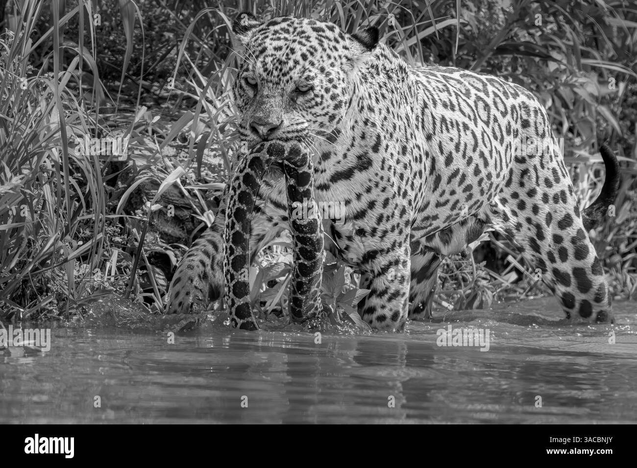 Jaguar con un anaconda verde che sporge dalla bocca in bianco e nero Foto Stock