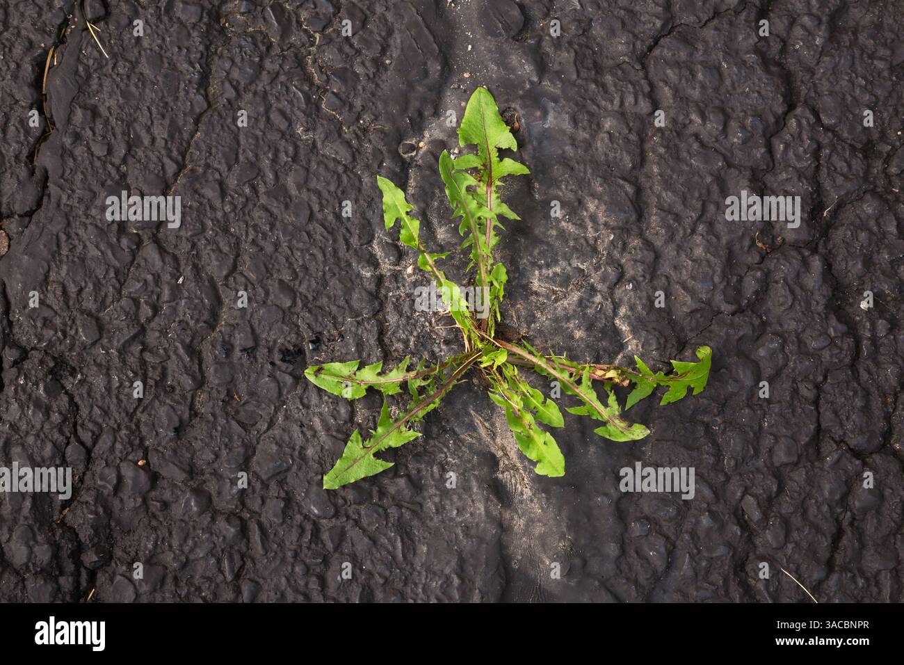 Taraxacum - Dandelion che cresce attraverso la crepa in asfalto nero superficie pavimentata in estate. Foto Stock