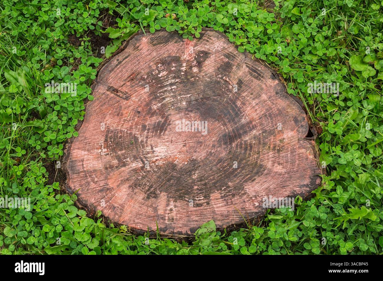 Tronco di albero deciduo tagliato che mostra gli anelli di crescita e circondato da Centella asiatica - Gotu Kola - in estate Foto Stock